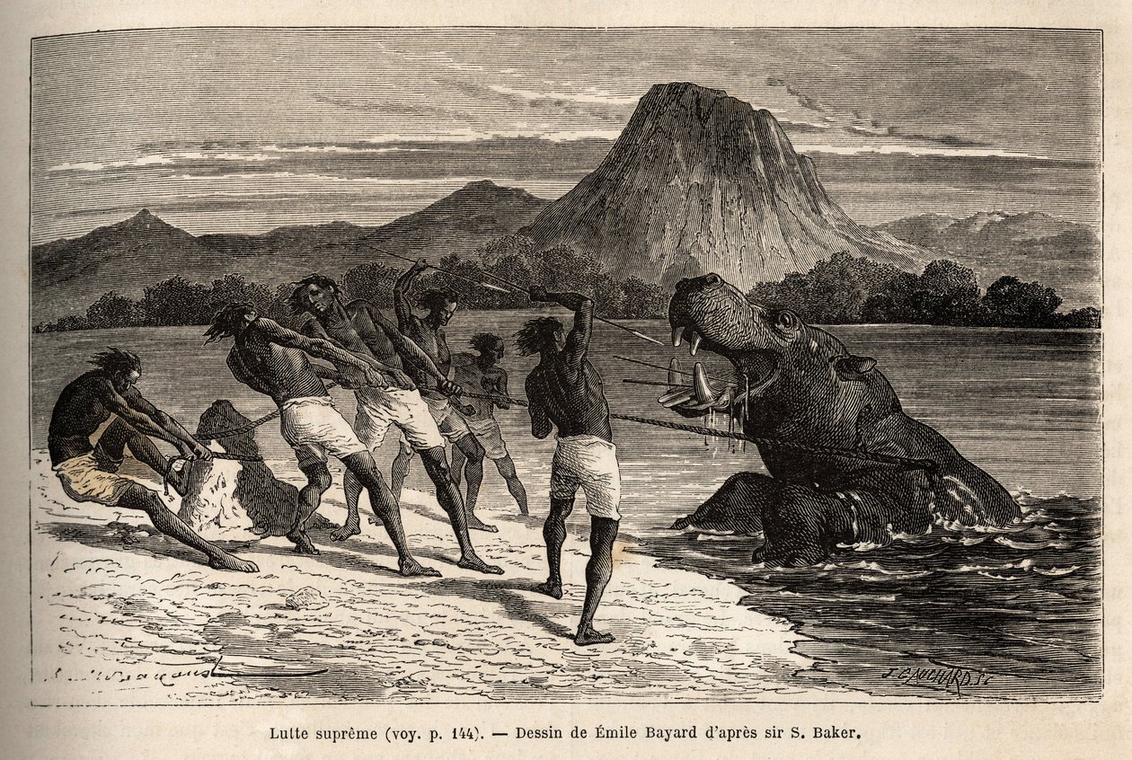 Flodhästjakt med Houarti-stammen, med harpuner och spjut, det rasande djuret laddar och gör motstånd. Gravyr för att illustrera utforskningen av Nilens abessiniska bifloder, av Sir Samuel W. Baker, 1861-62, publicerad i "" Le tour du monde"" 1 av Unknown artist