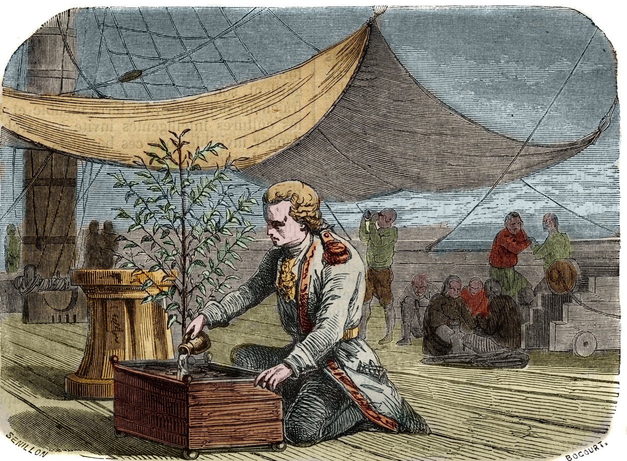 Kaféets historia: Kapten Gabriel de Clieu (Declieux, Desclieux) (1687/1678 - cirka 1774), på uppdrag av kung Ludvig XIV 1725 att föra tillbaka en kaffeplanta (kaffebryggare) till Martinique, delar med sig av sin ranson med vatten för att rädda honom från a av Unknown artist