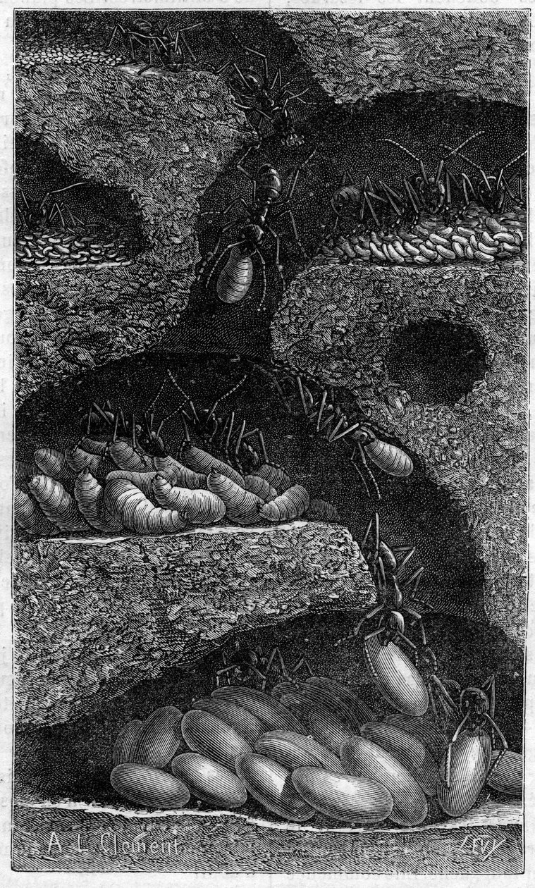 Inhysa ägg och larver i en myra. Gravyr i "" le journal de la Jeunesse "" från 1888. av Unknown artist