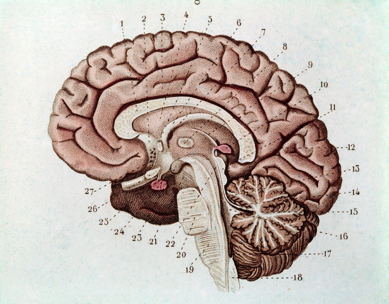 Mänsklig hjärnsektion med cerebrala hemisfärer och lillhjärnan (gravyr av Unknown artist