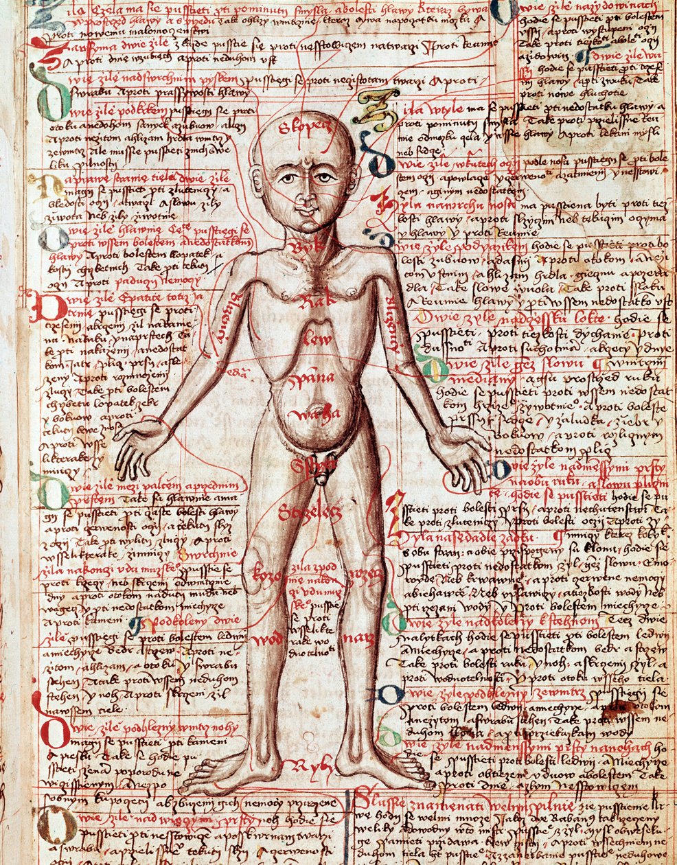 Människokroppsgravyr från "Tractatus de pestilentia"" 1400-talet - Prag, Nationalbiblioteket av Unknown artist