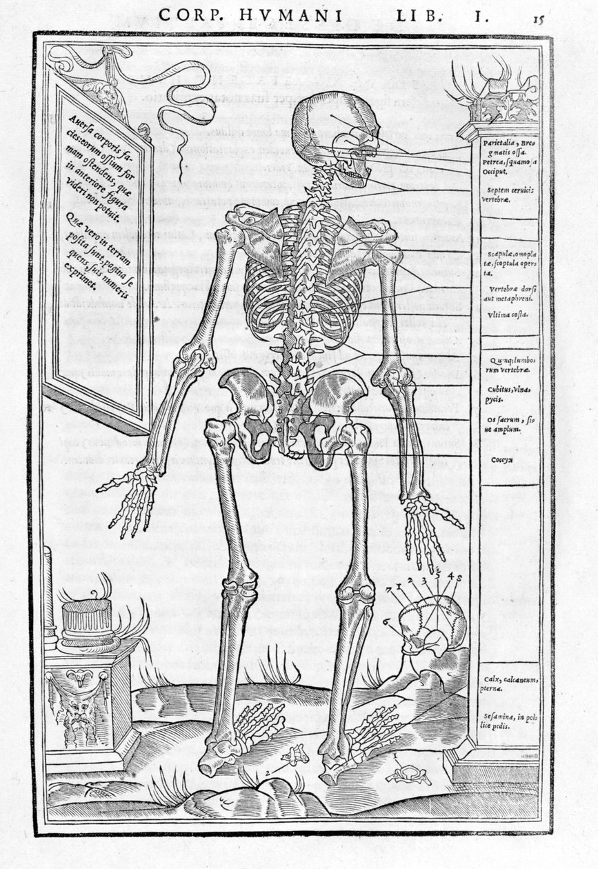 Människoskelett, bakre delen. Anatomisk platta av "" Dissektion av människokroppens tre delar..." av Carlo Stefano Riverio, Paris 1545 av Unknown artist