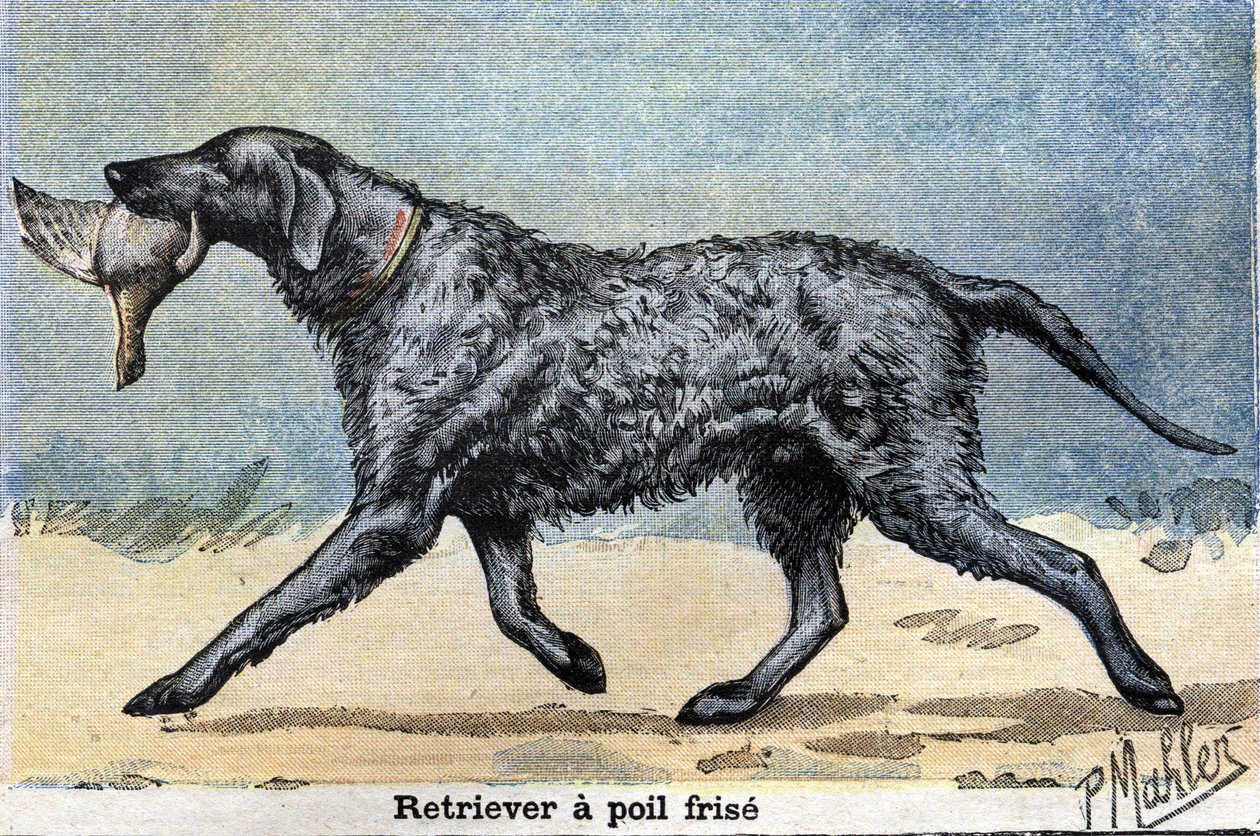 Jakthund: Lockhårig retriever av Unknown artist