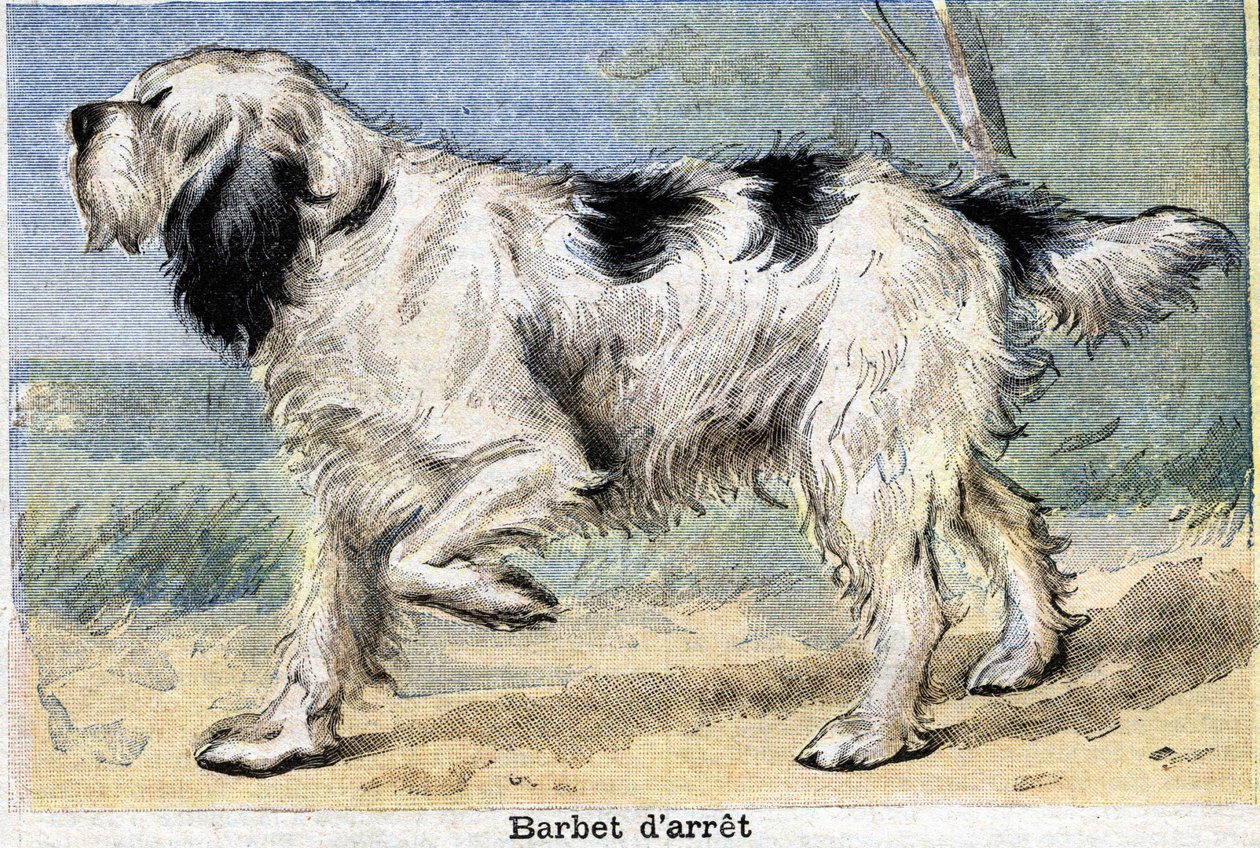 Jakthund: Stoppa Barbet av Unknown artist
