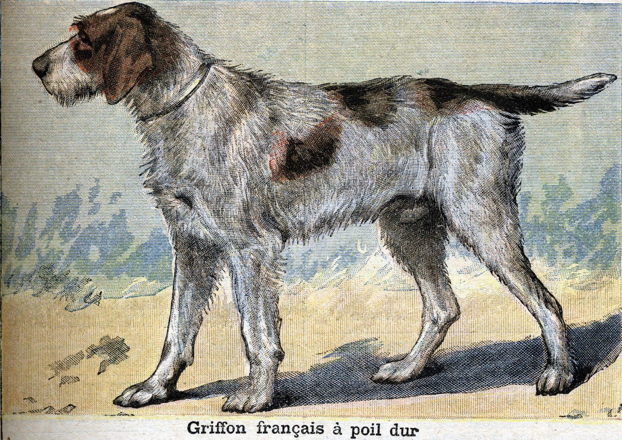 Jakthund: Griffon francais hårdhårig av Unknown artist