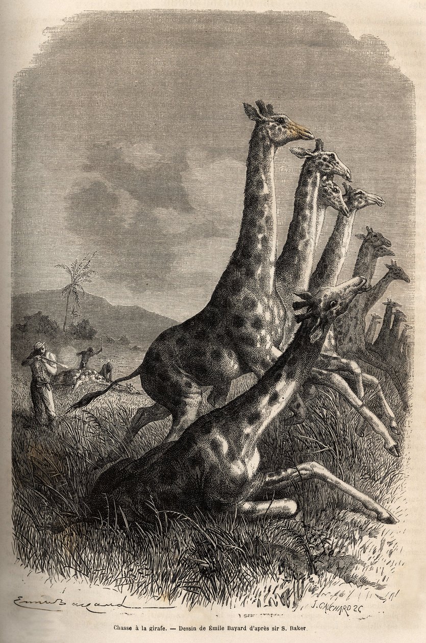 På jakt efter giraffen skjuter berättaren sitt spel och hans guider gör en första skjuten giraff. Gravyr för att illustrera utforskningen av Nilens abessiniska bifloder, av Sir Samuel W. Baker, 1861-62, publicerad i "" Le tour du monde"" 187 av Unknown artist
