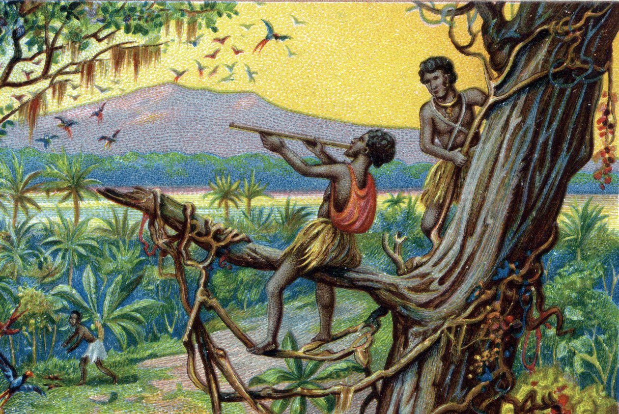 Jaktteknik. Jaga kolibrier i den polynesiska skärgården: invånarna använder bett. Kromolitografi av 1800-talet. av Unknown artist