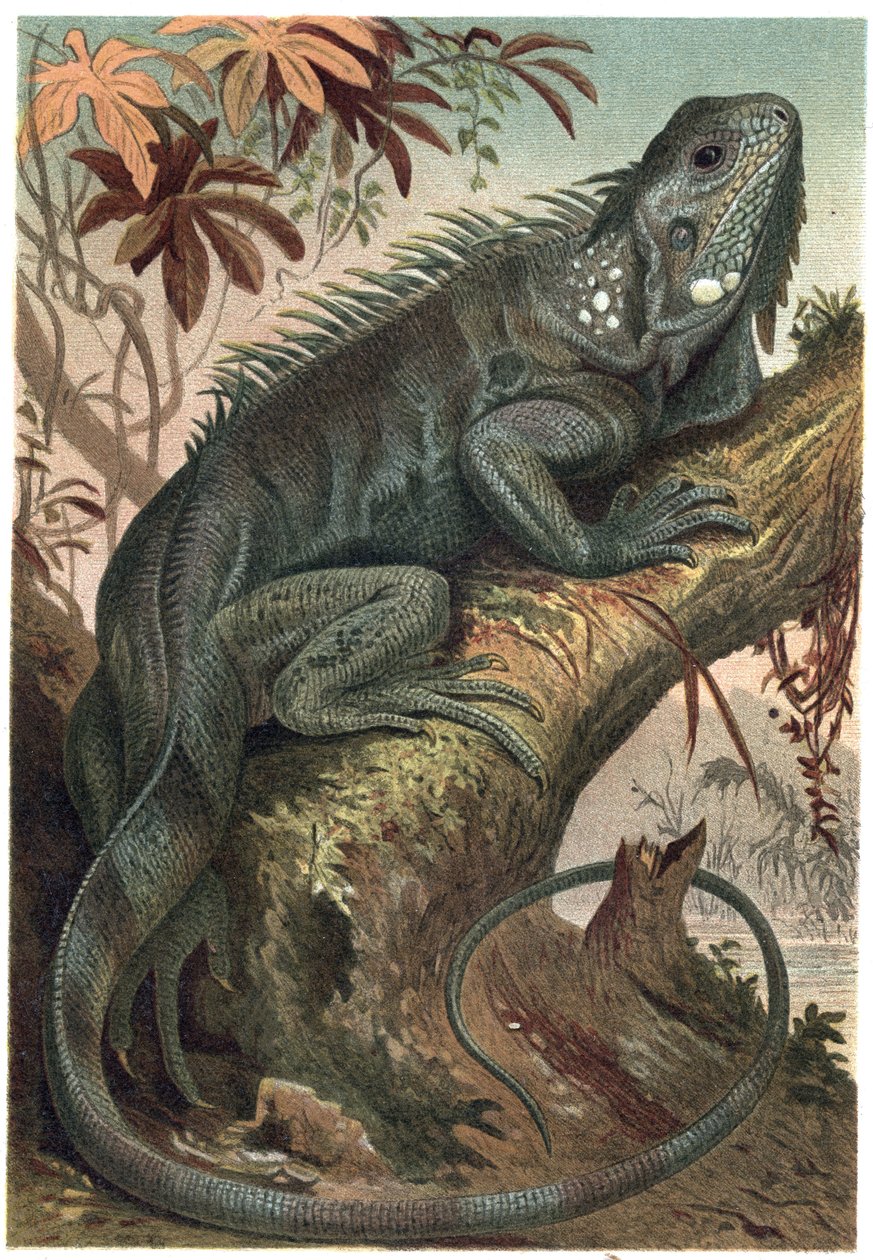 Iguana - Iguana (växtätande ödlor) - gravyr från "" Brehm