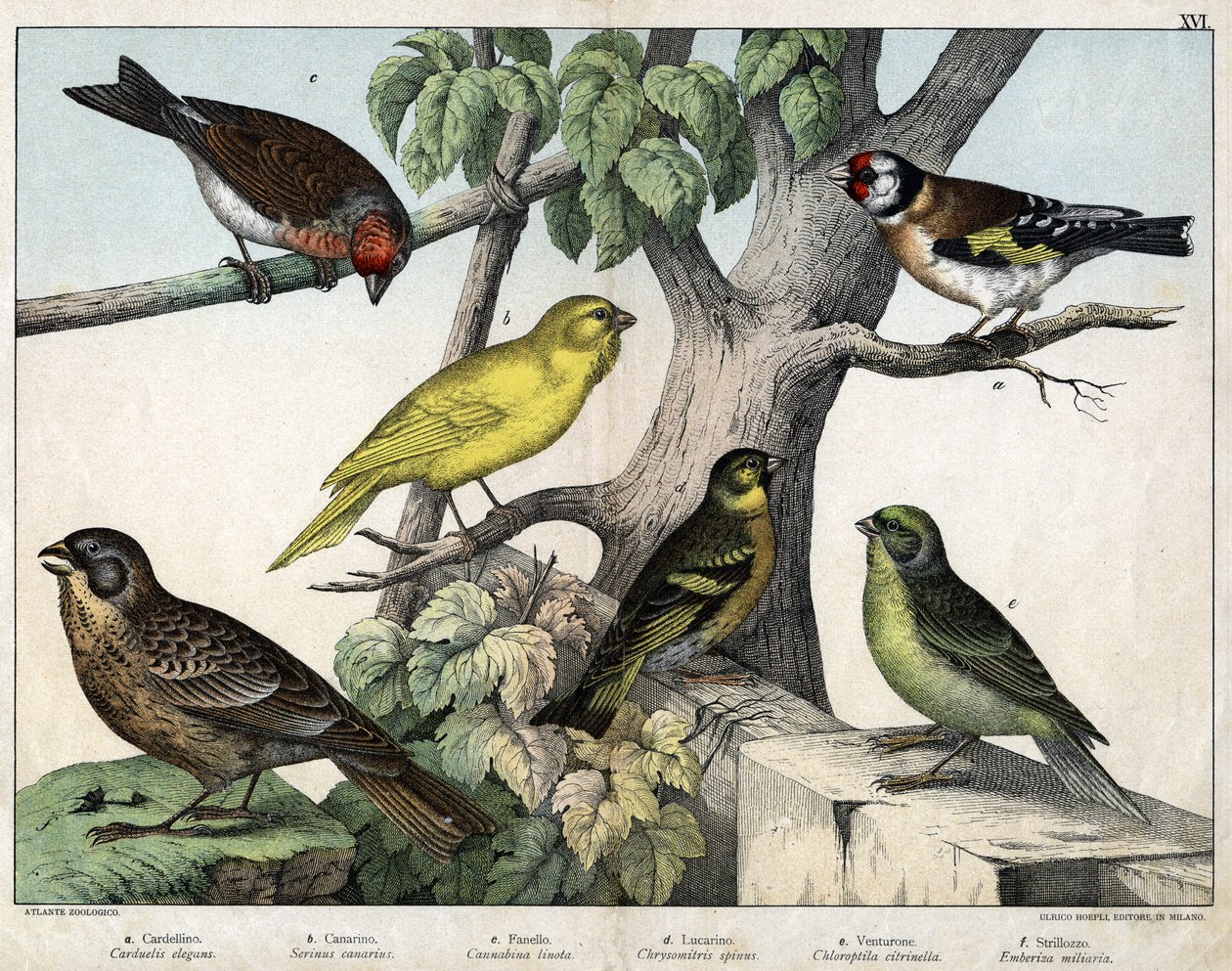 Illustration till "Natural History of birds"", red. Hoepli, Milano av Unknown Artist