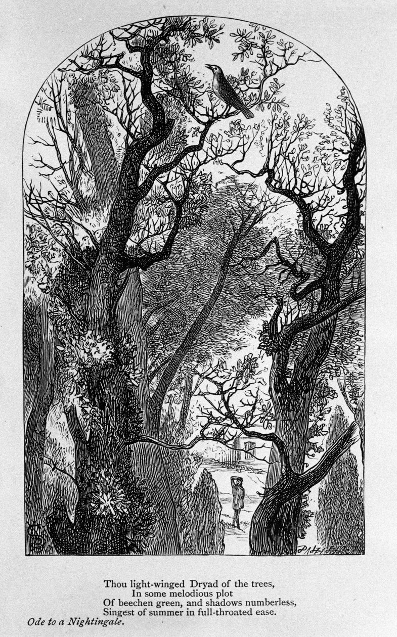 Illustration till "" Ode till en näktergal"" av poeten John Keats (1795-1821) 1800-talet av Unknown artist