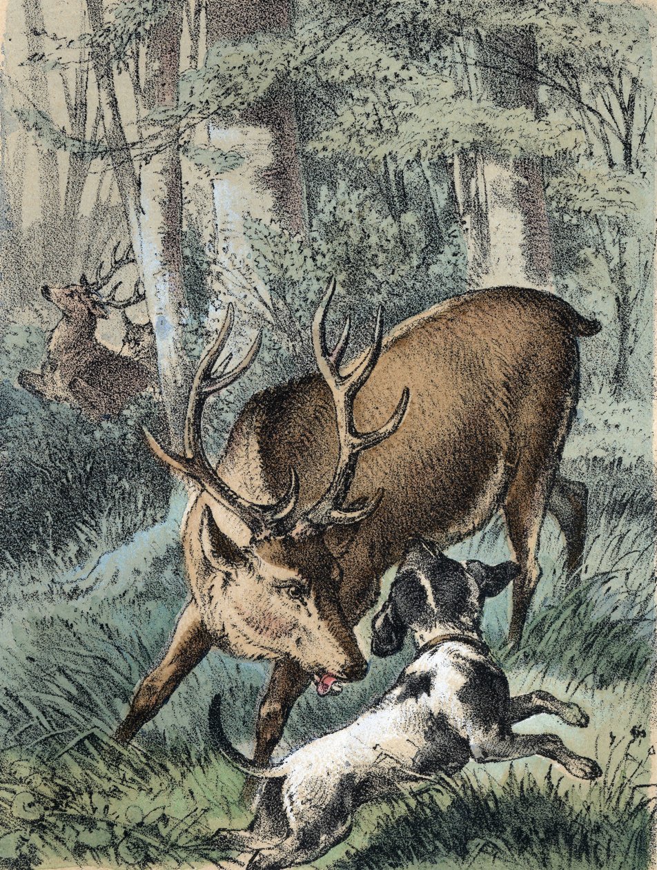 Illustration av Franz Hoffmanns berättelser "" Sagor och fabler - "" De 2 rådjuren"": ett rådjur springer iväg och det andra slåss med en hund. Kromolitografi av 1800-talet. av Unknown artist