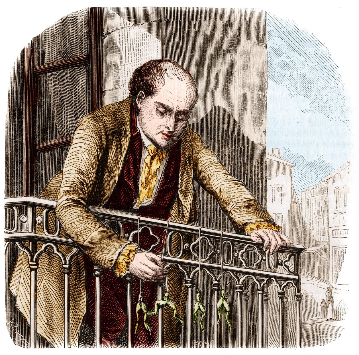 Illustration av experiment av Luigi Galvani, italiensk fysiker och läkare (1737 - 1798) med grodor. av Unknown artist