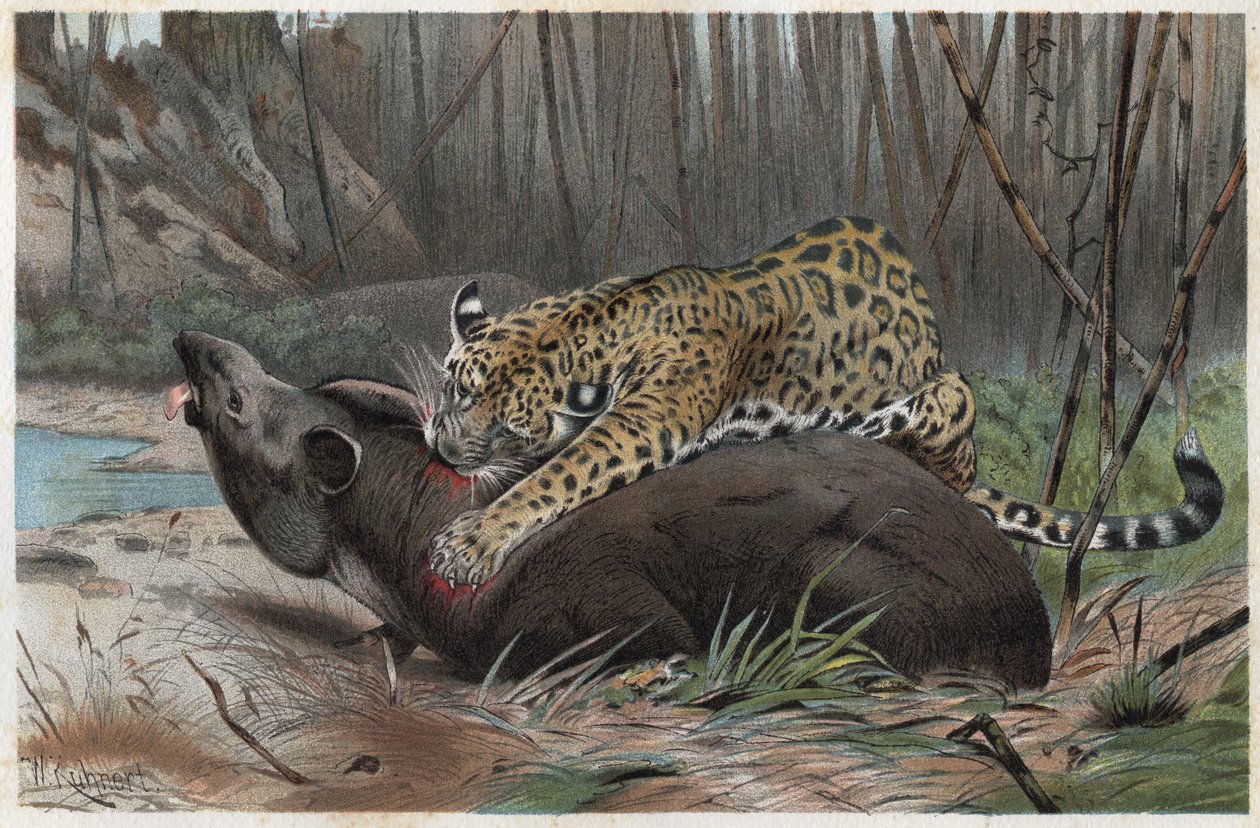Jaguar (Panthera onca) - gravyr från "" Brehms djurliv"" av Alfred Edmund Brehm (1829-1884) av Unknown artist