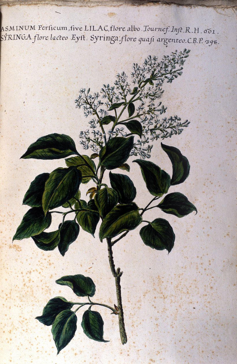 Jasmingren. Tallrik från ett 1600-talsherbarium av Unknown artist