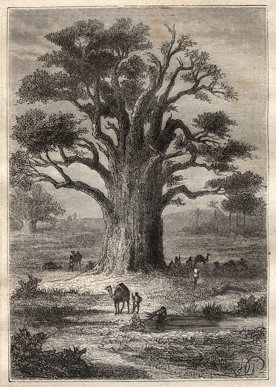 Resa (1798) av Frederic Conrad (Konrad) Hornemann (1772-1801) till Fezzan (Libyen): en baobab - illustration hämtad från "" The Great Mariners of the 18th century""" av Unknown artist