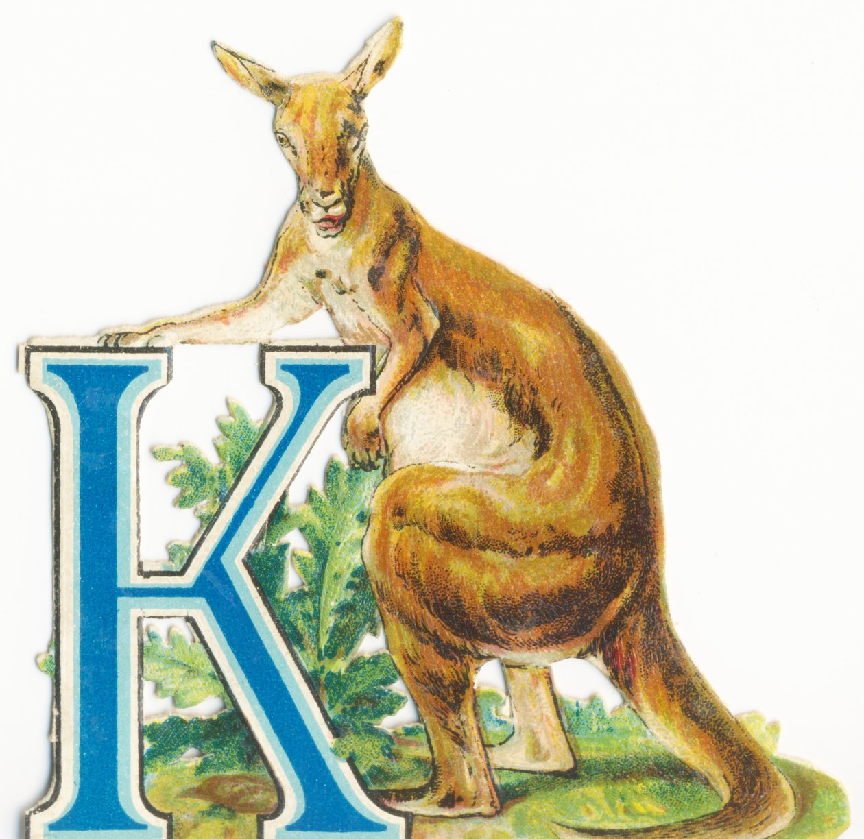 K: Känguru av Unknown artist