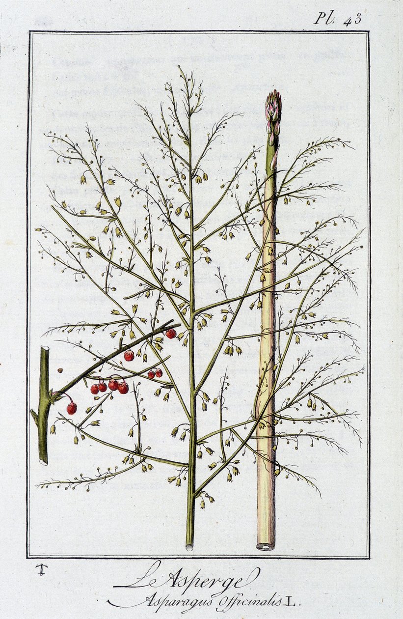 Sparris (Asparagus Officinalis) - i "Övningar i botanik för bruk av handlare", redigerad av J.C. Philibert, Imprimerie de Crapelet, Paris av Unknown artist