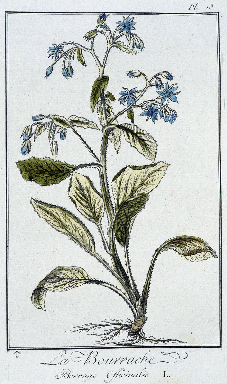 Gurkört (Borago Officinalis) - i "Övningar i botanik för bruk av handlare", skriven av J.C. Philibert, Imprimerie de Crapelet, Paris av Unknown artist