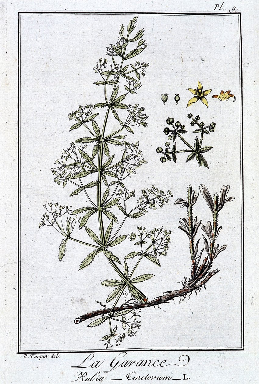 La Garance (Rubia Tinctorum) - i "Övningar i botanik för bruk av handlare", skriven av J.C. Philibert, Imprimerie de Crapelet, Paris av Unknown artist