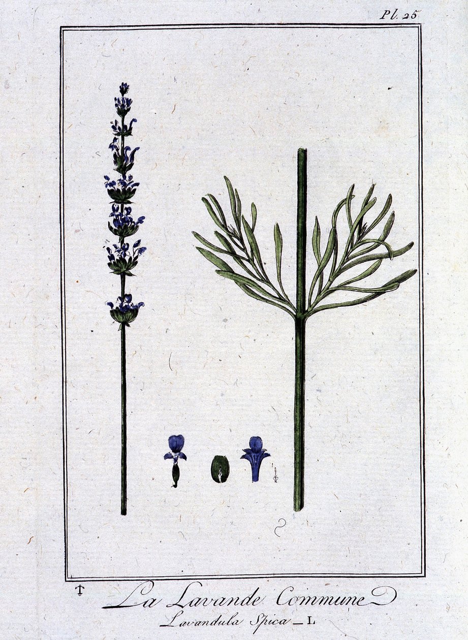 Vanlig lavendel (Lavandula Spica) - i "Övningar i botanik för handlare", skriven av J.C. Philibert, Imprimerie de Crapelet, Paris av Unknown artist