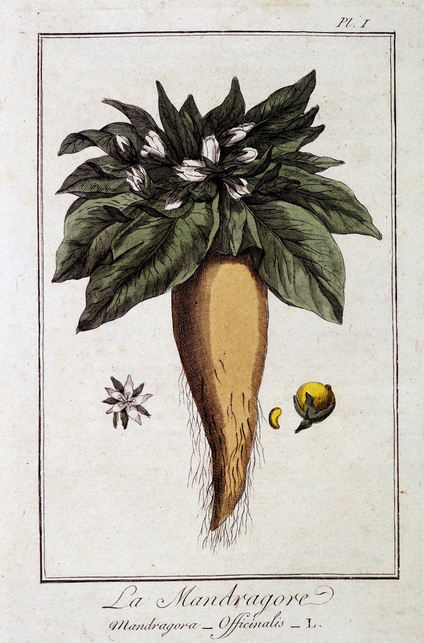 The Mandrake (Mandragora Officinalis) - i "Exercises in botany for the use of traders", redigerad av JC Philibert, Imprimerie de Crapelet, Paris av Unknown artist