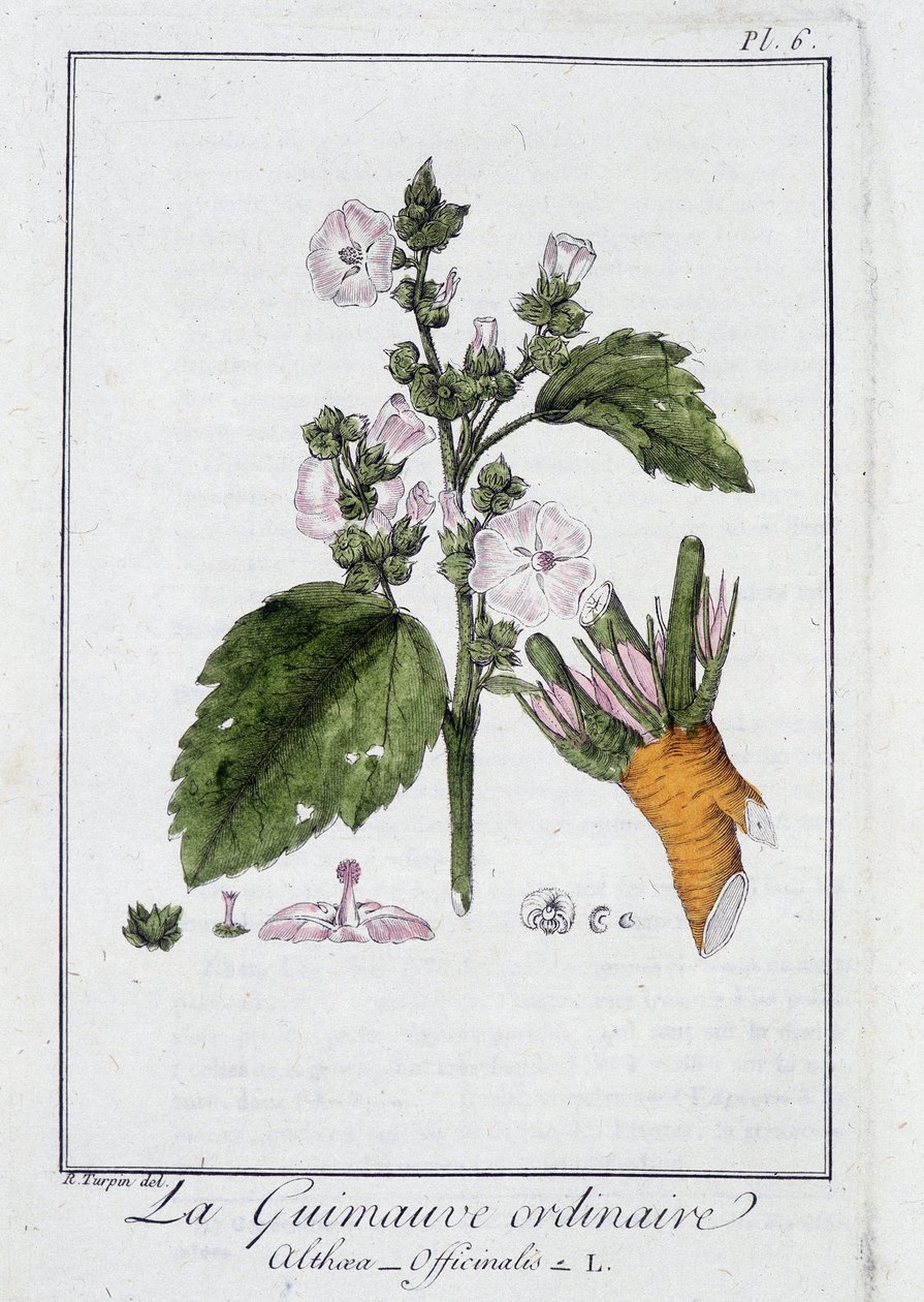 Den vanliga marshmallow (Althaea Officinalis) - i "Övningar i botanik för bruk av handlare", redigerad av J.C. Philibert, Imprimerie de Crapelet, Paris av Unknown artist