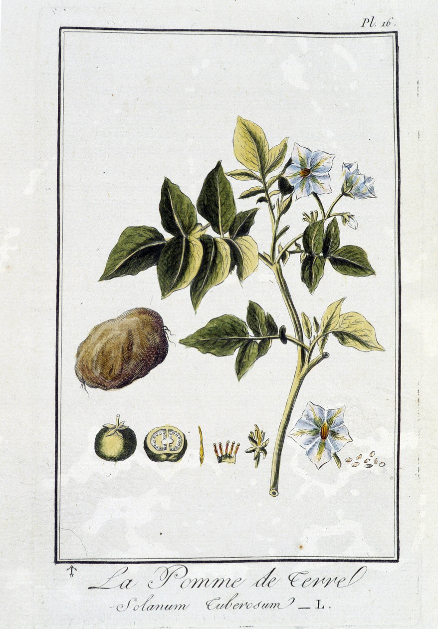 La Potato (Solanum Tuberosum) - i "Övningar om botanik och användning des tradants", skriven av J.C. Philibert, Imprimerie de Crapelet, Paris av Unknown artist