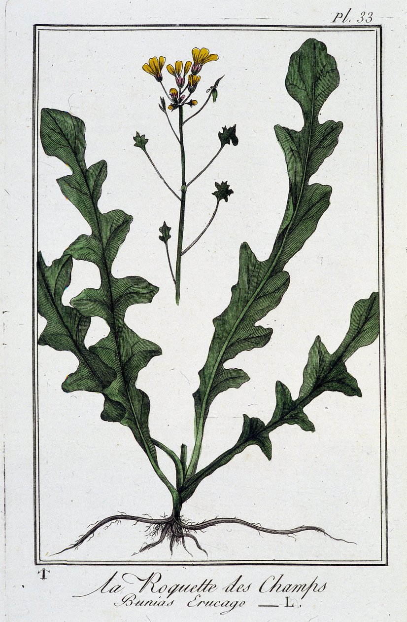 La Roquette des Champs (Bunias Erucago) - i "Övningar i botanik för bruk av handlare", skriven av J.C. Philibert, Imprimerie de Crapelet, Paris av Unknown artist