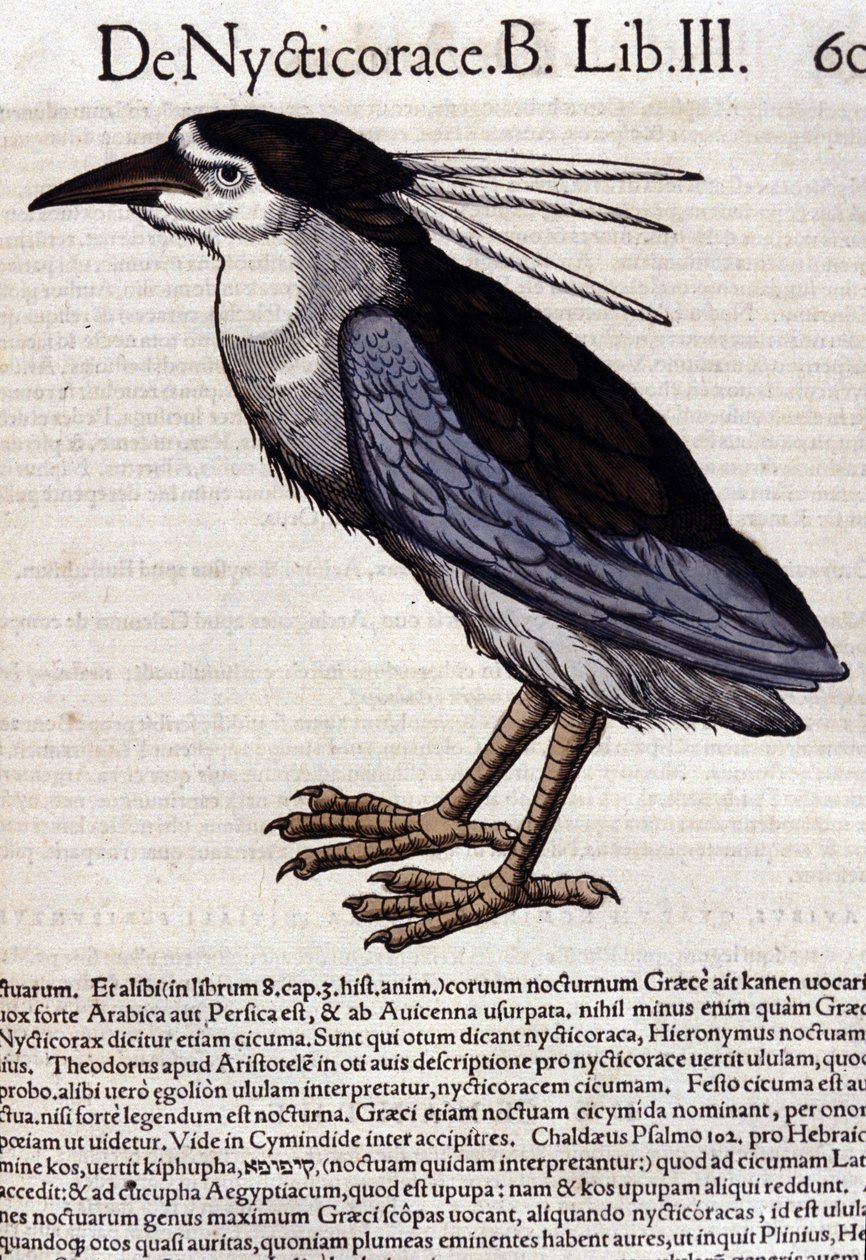 La bihoreau i Historia Animalium av Conrad Gesner (1516 - 1565), Tiguri av Unknown artist