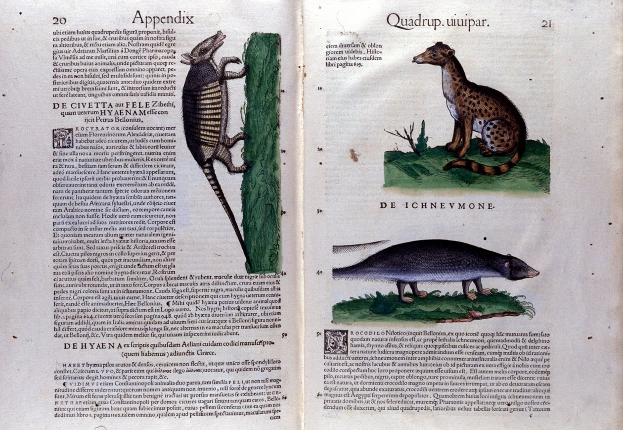 La civette, la hyena och la mangouste, i Djurens historia av Conrad Gesner (1516 - 1565), Tiguri av Unknown artist