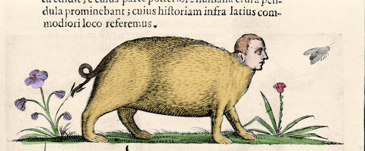 La manticore - i "Om monsters orsakers natur bok två" av Fortunio Även om av Unknown artist