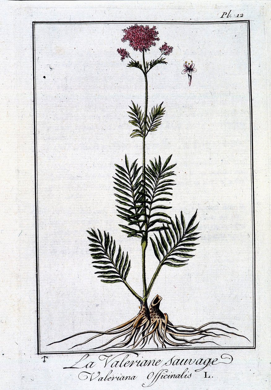 Vild valeriana - i "Exercise in botany for the use of traders"" av J.C. Philibert, imp. från Crapelet, Paris av Unknown artist