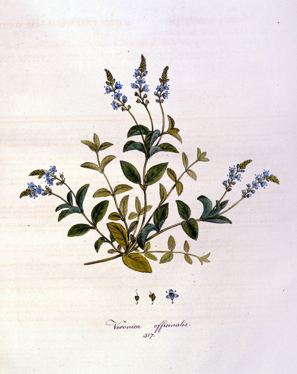 La veronica. 1800-talsgravyr. av Unknown artist