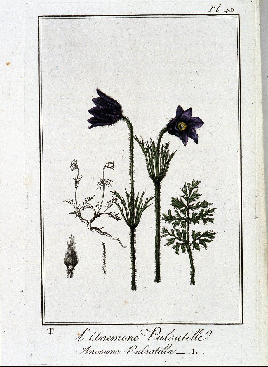 Anemone pulsatilla - i "Övningar i botanik för bruk av handlare", skriven av J.C. Philibert, Imprimerie de Crapelet, Paris av Unknown artist