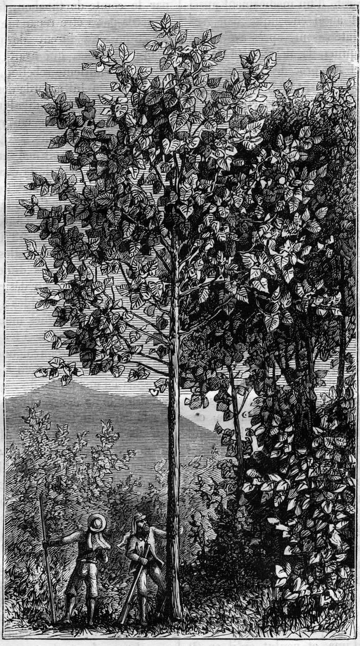 Kanelträdet (Cinchona officinalis). Gravyr i "" Nature" av Unknown artist