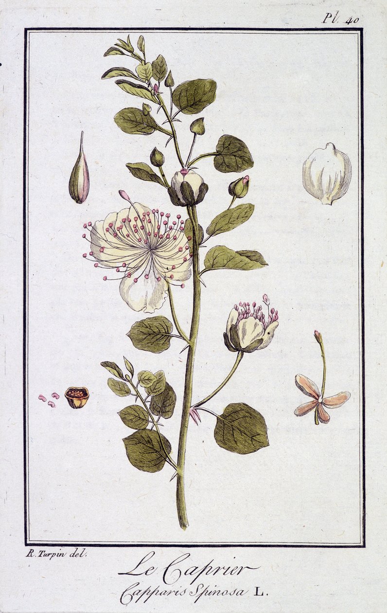 Capriären (Capparis Spinosa) - i "Övningar i botanik för bruk av handlare", redigerad av JC Philibert, Imprimerie de Crapelet, Paris av Unknown artist