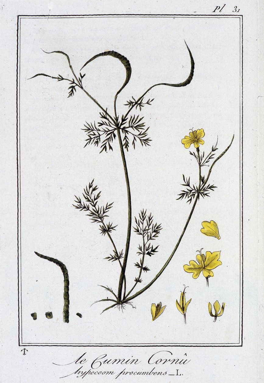 Horned Cumin (Hypecoum procumbens) - i "Övningar i botanik för bruk av handlare", redigerad av J.C. Philibert, Imprimerie de Crapelet, Paris av Unknown artist