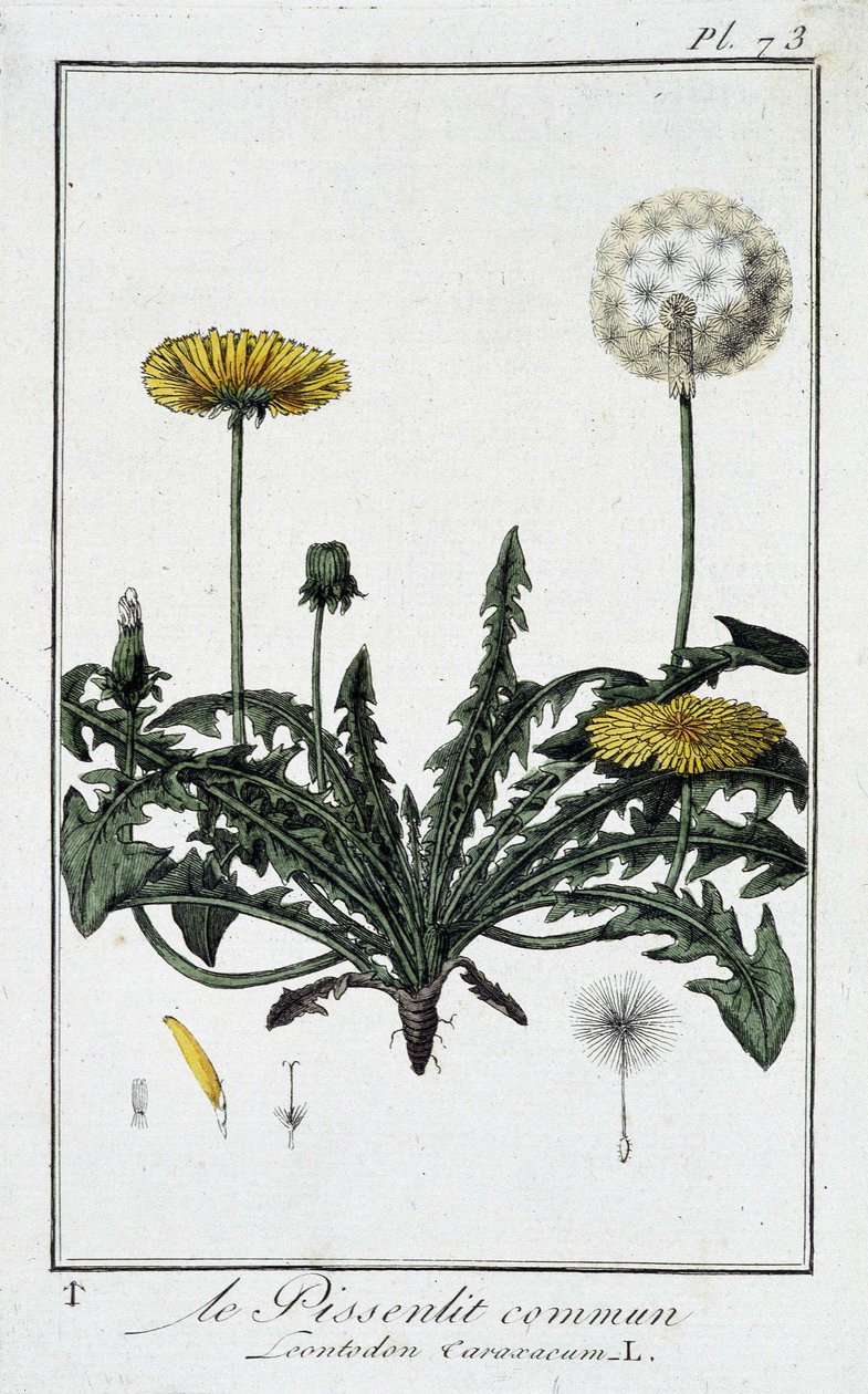 Den vanliga maskrosen (Leontodon caraxacum) - i "Övningar i botanik för bruk av handlare", skriven av J.C. Philibert, Imprimerie de Crapelet, Paris av Unknown artist