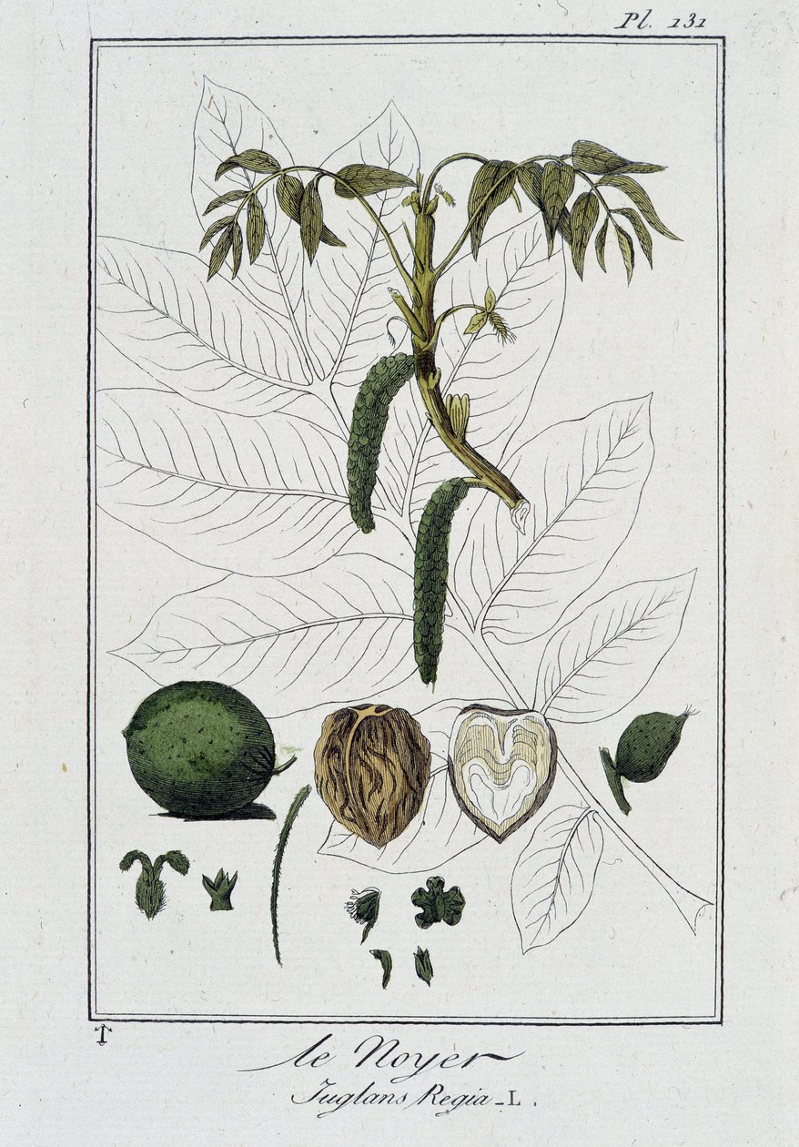 Le Noyer (Juglans Regia) - i "Exercises in botany for use of traders", skriven av J.C. Philibert, imp. Crapelet, Paris av Unknown artist