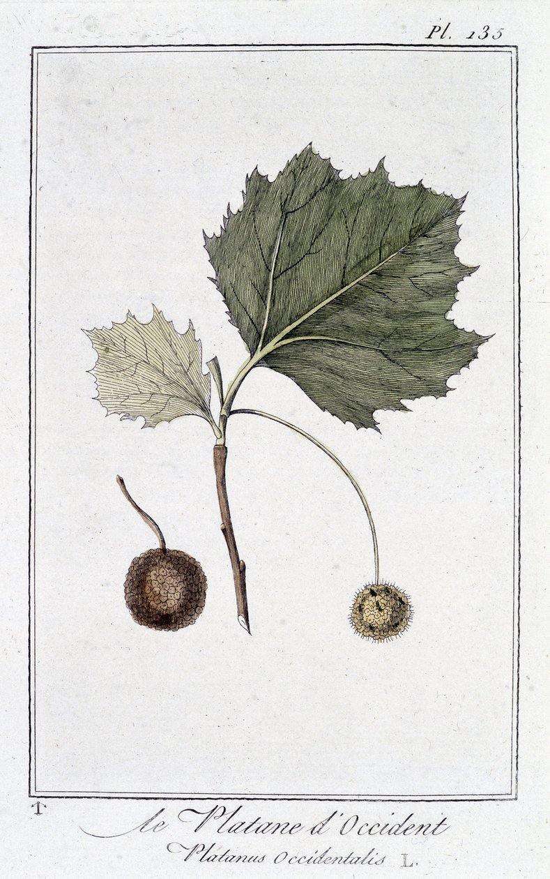 The Western Plane (Platanus occidentalis) - i "Övningar i botanik för bruk av handlare", redigerad av JC Philibert, Imprimerie de Crapelet, Paris av Unknown artist