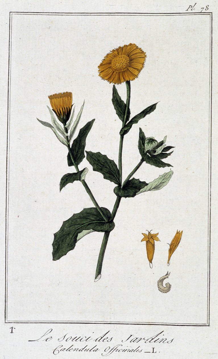 Ringblomma (Calendula Officinalis) - i "Övningar i botanik för bruk av handlare", skriven av J.C. Philibert, imp. Crapelet, Paris av Unknown artist