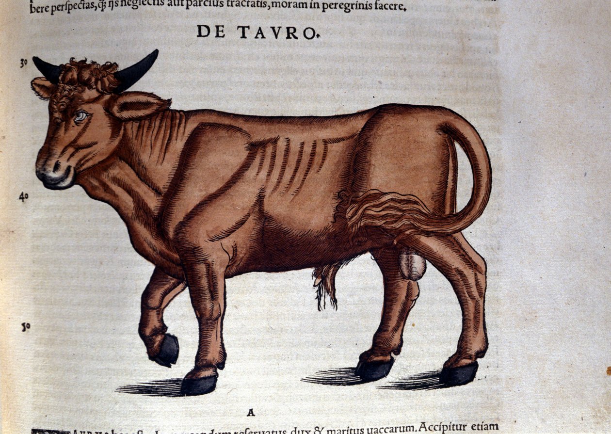 Le Taurus i Historia Animalium av Conrad Gesner (1516 - 1565), Tiguri av Unknown artist