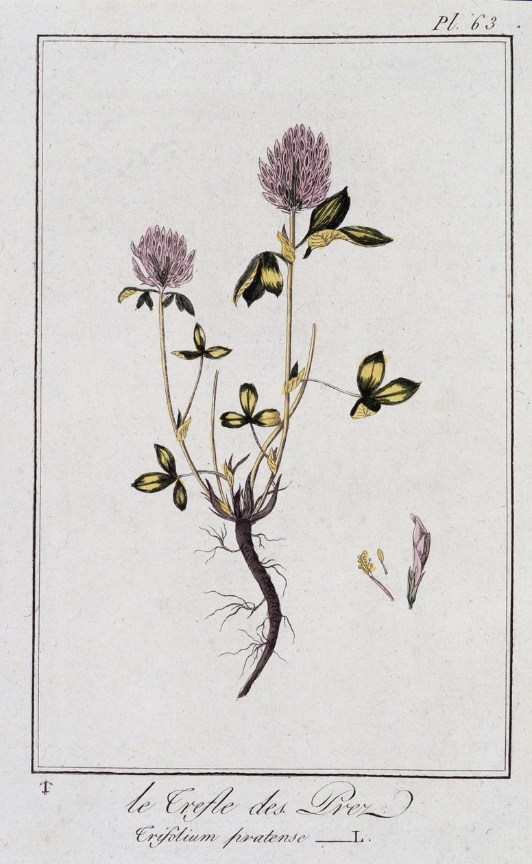 Le Clover des Meadows (Trifolium pratense) - i "Exercises in botany for the use of traders", redigerad av J.C. Philibert, Imprimerie de Crapelet, Paris av Unknown artist