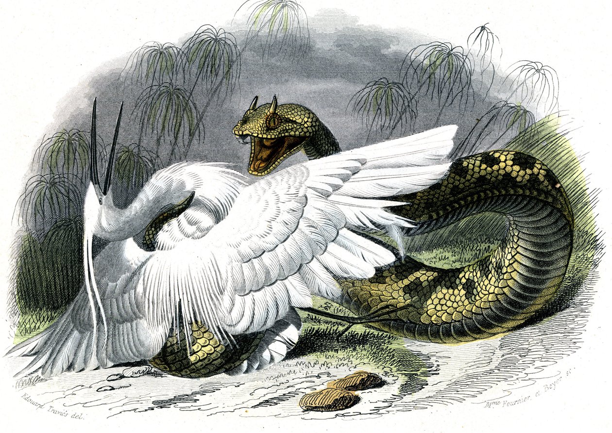 Le ceraste (Vipera cerastes) - Tallrik från Natural History av Bernard Germain de Lacepede (1856-1925), upplaga P.Furme, Paris av Unknown artist