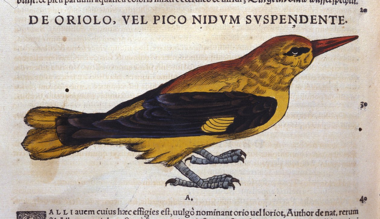 Bilden i Historia Animalium av Conrad Gesner (1516 - 1565), Tiguri av Unknown artist