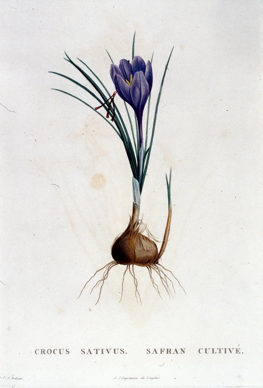 Saffran (Crocus sativus) efter Botanique di J. Rousseau, Paris 1822. av Unknown artist