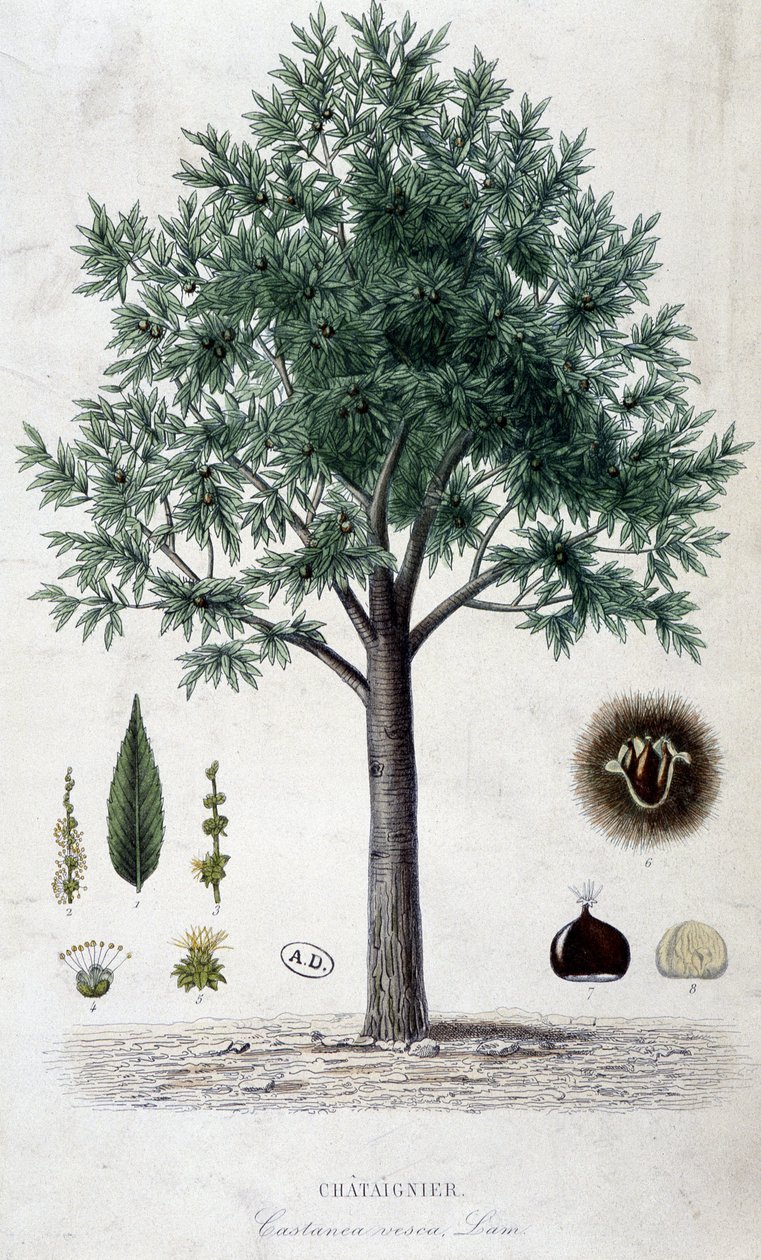 Blad, frukt och kastanjeträd, botanisk tavla av Unknown artist