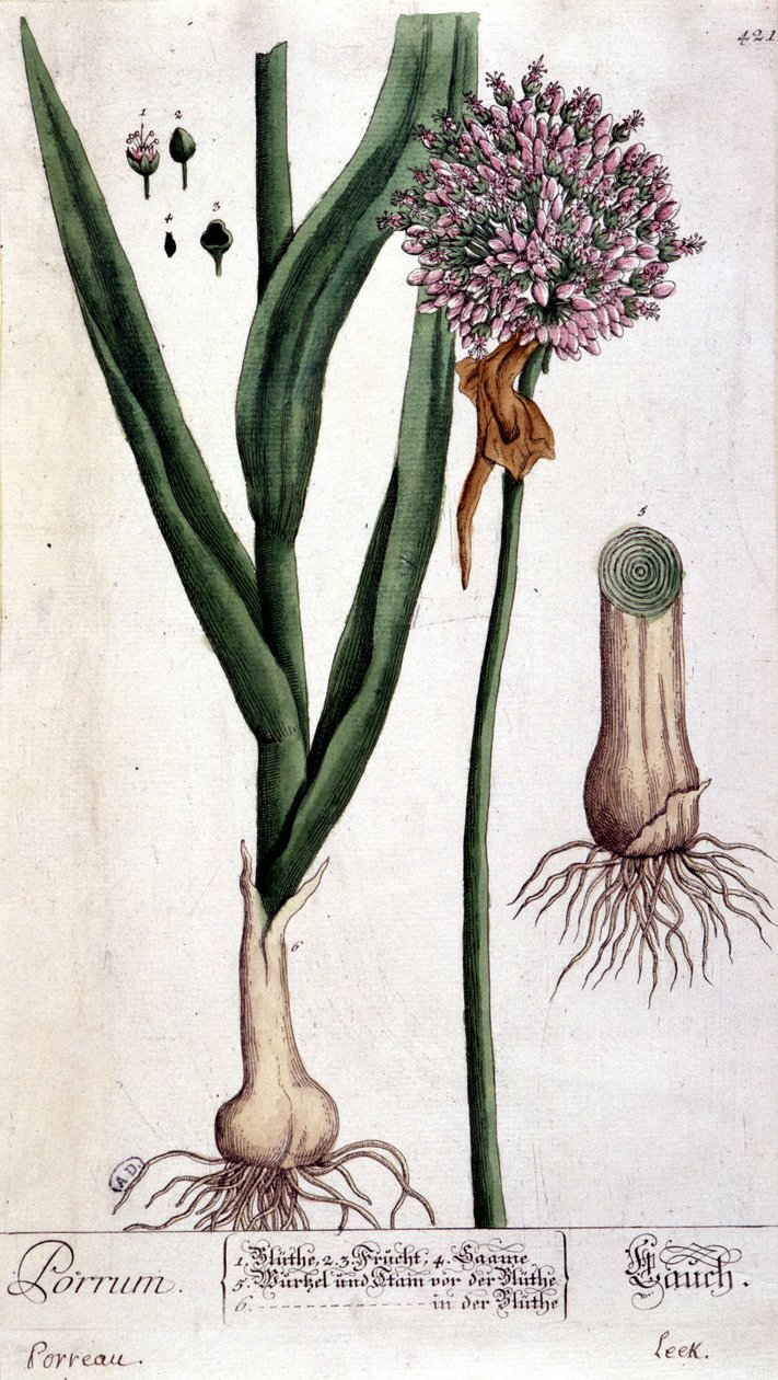 Purjolök - botanisk tavla av Unknown artist