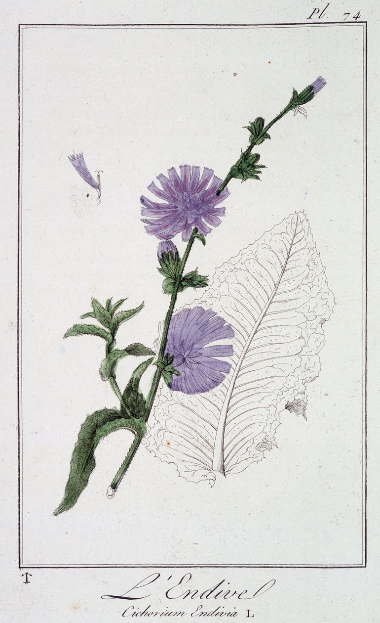 Endive (Cichorium Endivia) - i "Exercises in botany for the use of traders", skriven av J.C. Philibert, Imprimerie de Crapelet, Paris av Unknown artist