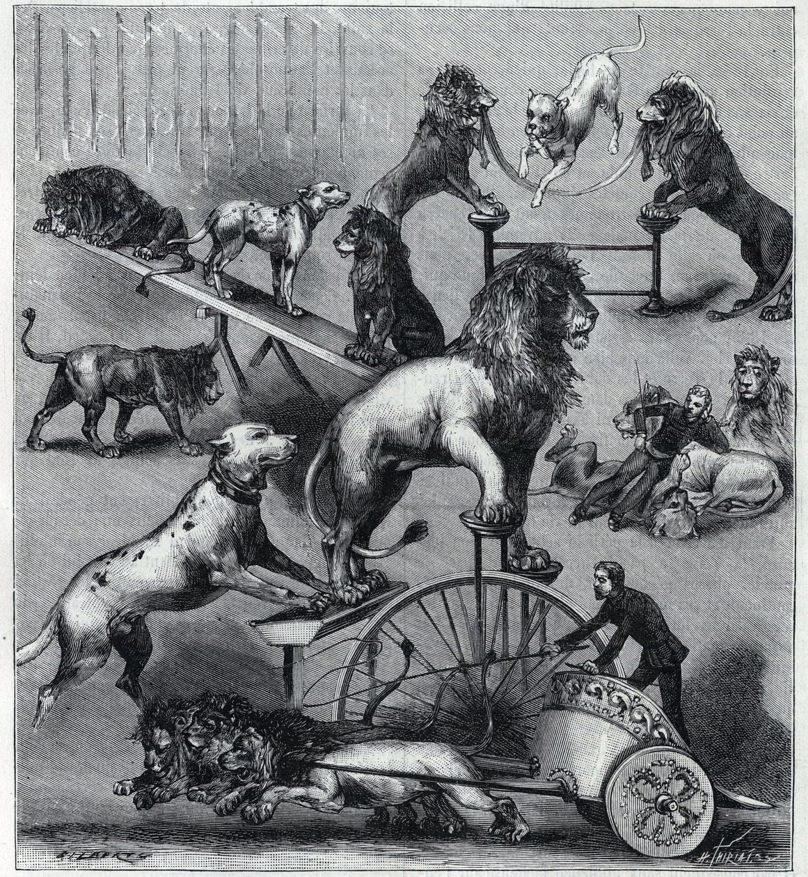 Les lions klänningar du Nouveau Cirque à Paris: olika tricks av ett akrobatiskt nummer med lejon, tamare och hundar. Gravyr i "" La Nature"" 1890. Privat samling. av Unknown artist